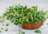 microgreens benefits