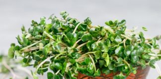 microgreens benefits