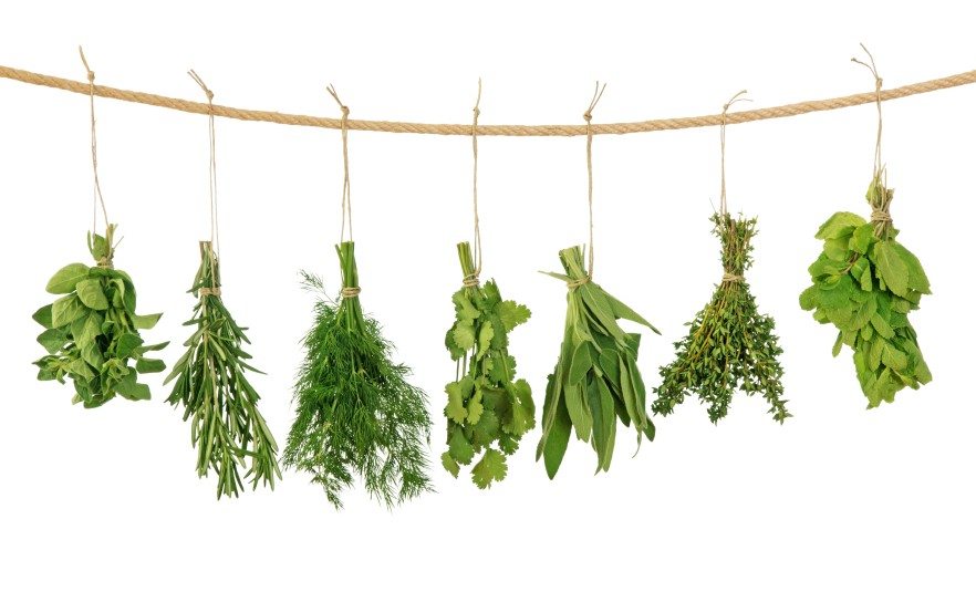herbs for milk production