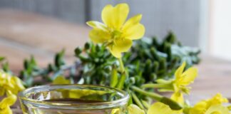 evening primrose oil