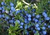 juniper berry essential oil