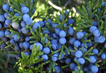 juniper berry essential oil