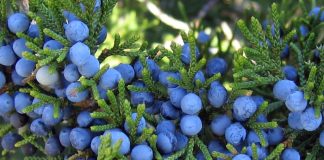 juniper berry essential oil
