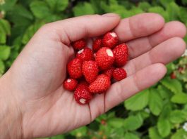 alpine strawberries