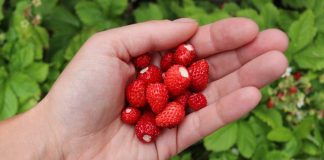 alpine strawberries
