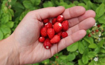 alpine strawberries