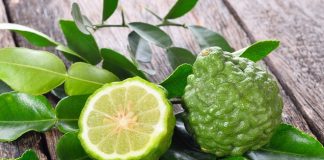 kaffir lime