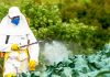 chlorpyrifos