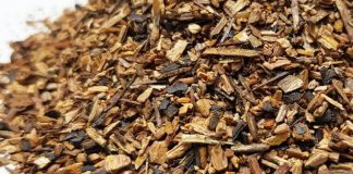 Sarsaparilla