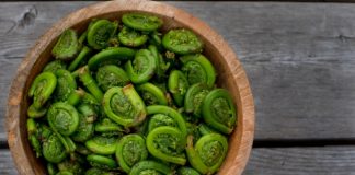 fiddleheads fern