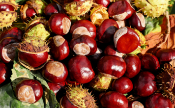 horse chestnut
