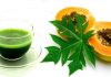 papaya leaves extract for dengue