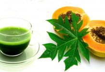 papaya leaves extract for dengue