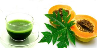 papaya leaves extract for dengue