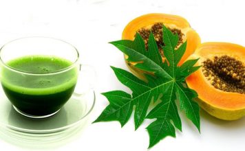 papaya leaves extract for dengue