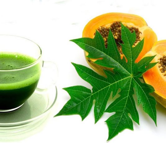 papaya leaves extract for dengue