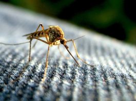 prevention from mosquito bite