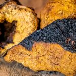 chaga mushroom