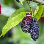 mulberries benefits
