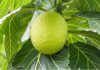 breadfruit recipes