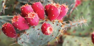 nopal cactus benefits