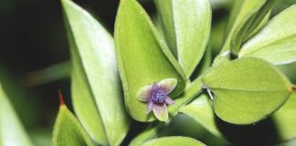 butcher's broom benefits