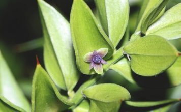 butcher's broom benefits