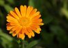 calendula during pregnancy