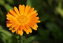 calendula during pregnancy