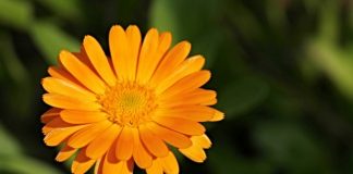 calendula during pregnancy