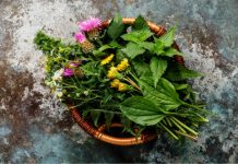 herbs in pregnancy