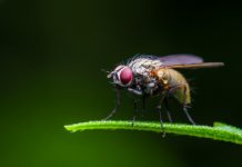 how to get rid of fruit flies