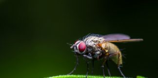 how to get rid of fruit flies