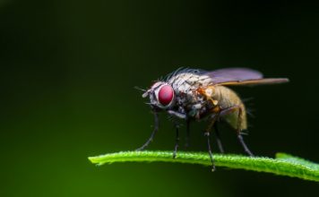 how to get rid of fruit flies
