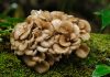 maitake mushrooms benefits