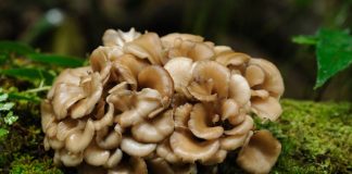 maitake mushrooms benefits