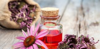 echinacea tea while pregnant