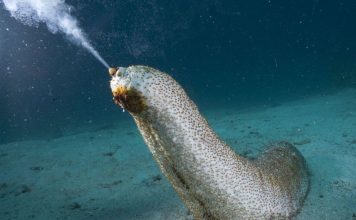 health benefits of Sea Cucumbers