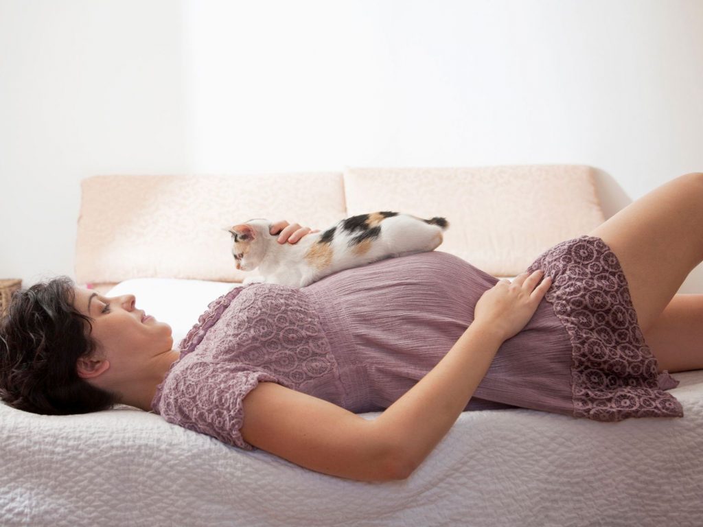 Cat Litter and Pregnancy Must Know Risks