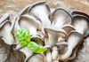 oyster mushroom