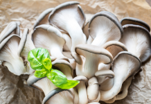 oyster mushroom