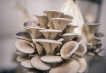 oyster mushrooms