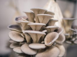 oyster mushrooms