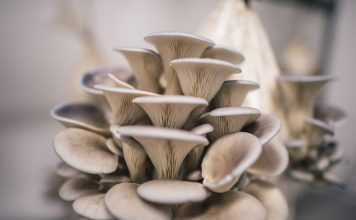 oyster mushrooms