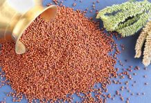Ragi Grain