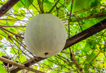 winter melon