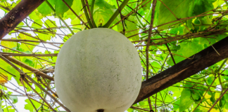 winter melon