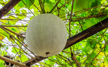 winter melon