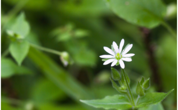Chickweed