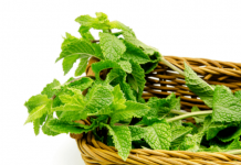 health benefits of mint leaves